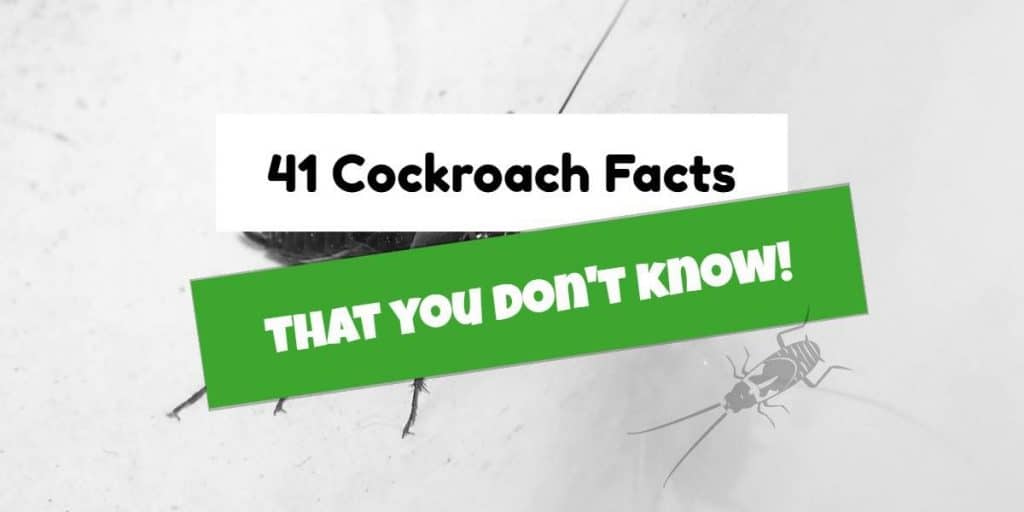 Cockroach Facts