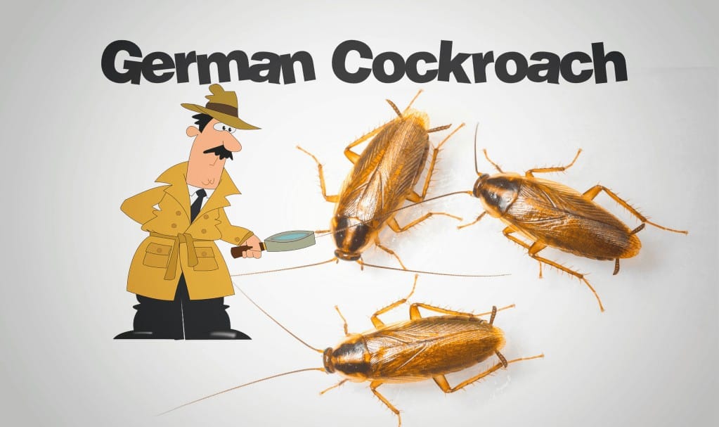 German Cockroach Control
