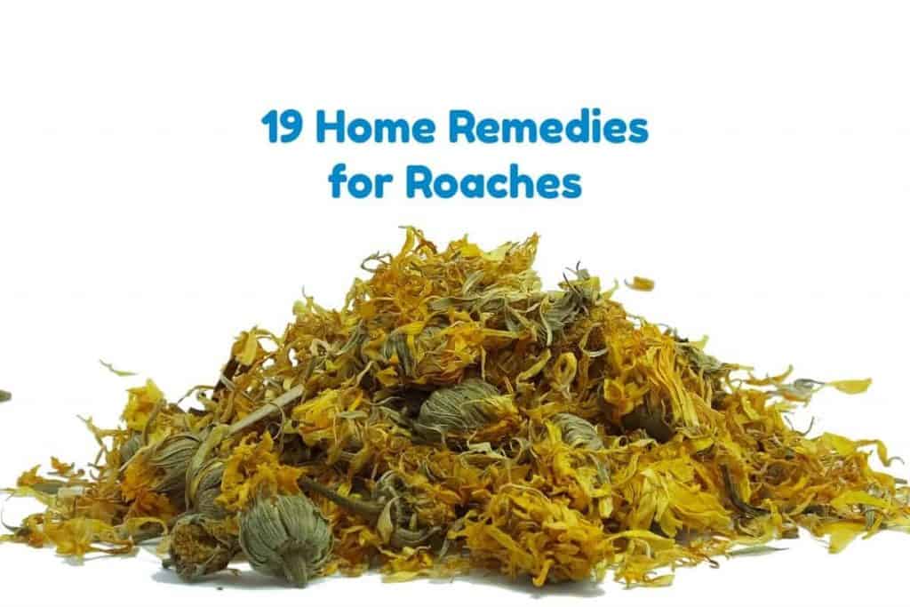 19 Home Remedies for Roaches