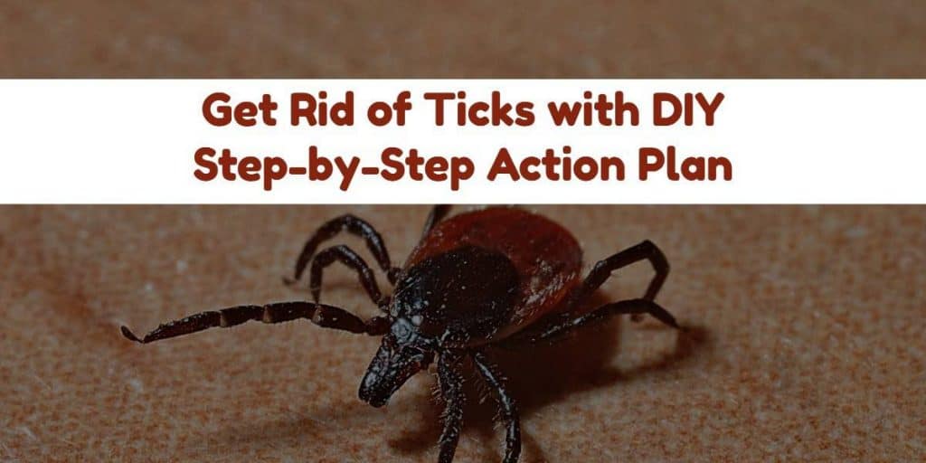 How to Get Rid of Ticks
