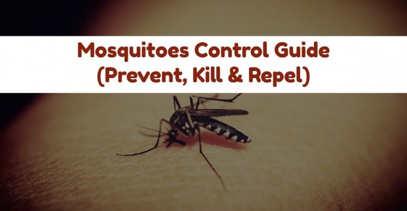 How to Get Rid of Mosquitoes (In the House & Yard) - How to Get Rid of Mosquitoes