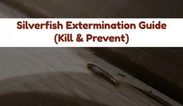 How to Get Rid of Silverfish (KILL & PREVENT)